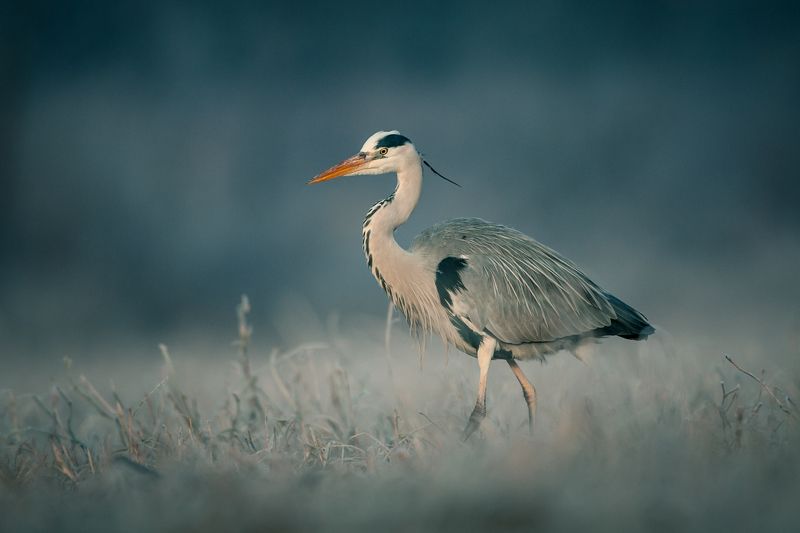 winter, snow, wildlife, animls, bird, heron, egret, poland, cold, frozen Grey heronphoto preview