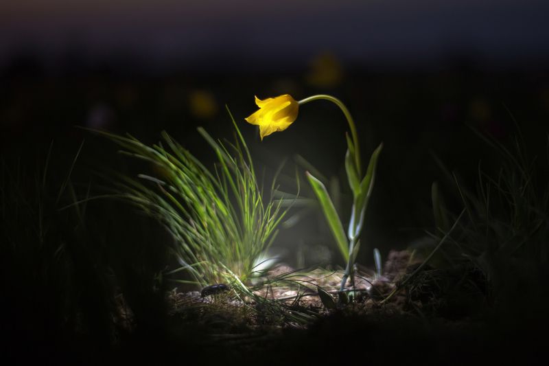 фото , цвет , тюльпаны , степь , весна Степной фонарик ...photo preview