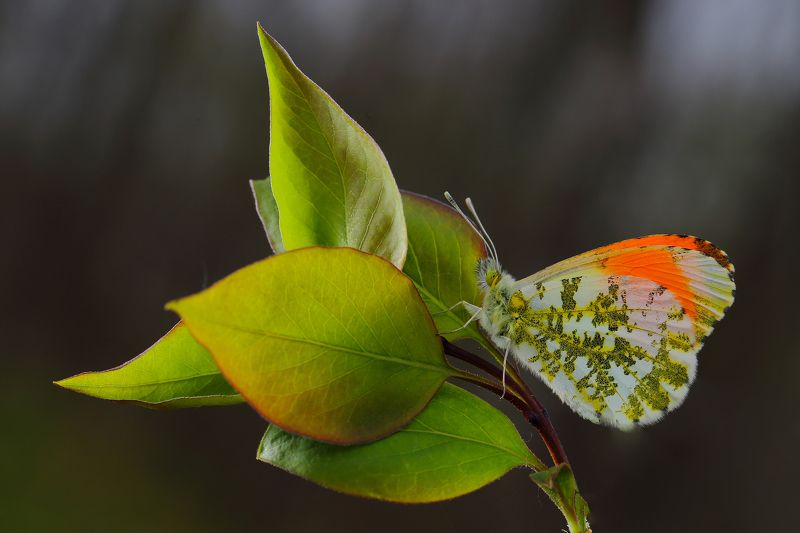 макросьемка Прозрачная веснаphoto preview