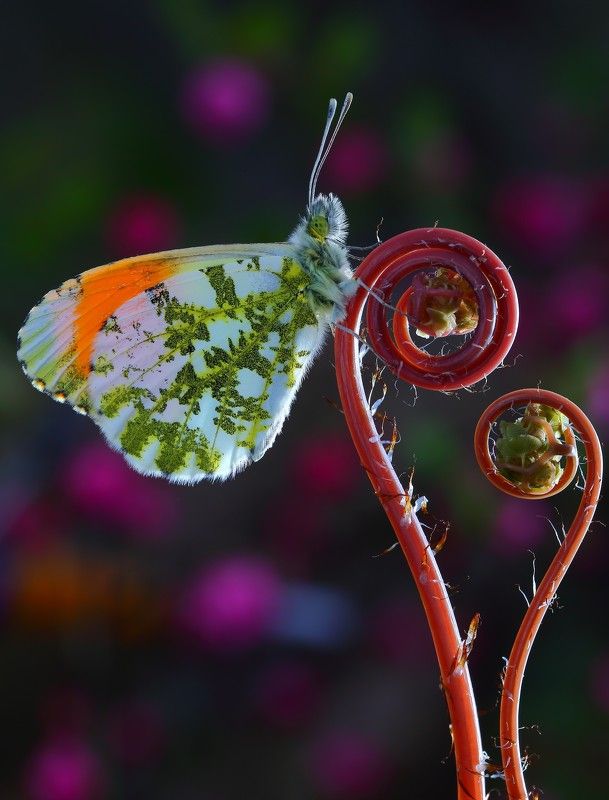 макросьемка Завиткиphoto preview