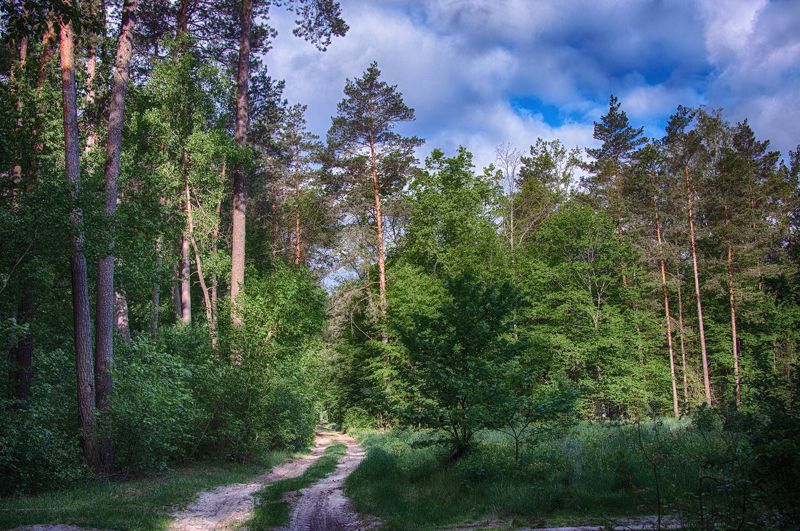 лес  весна Майphoto preview