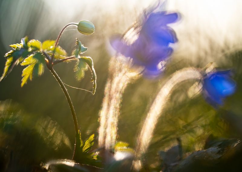 цветы,цветок,макро,растения,бокэ,флора,природа,ветреница,печеночница photo preview