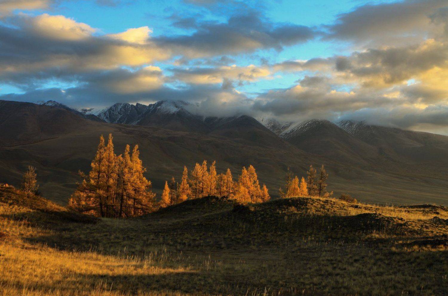 Осенних лиственниц пожар. Автор: Галина Хвостенко сибирь, алтай, горный алтай, курай, осень, курайский хребет, природа, пейзаж, горы, Галина Хвостенко