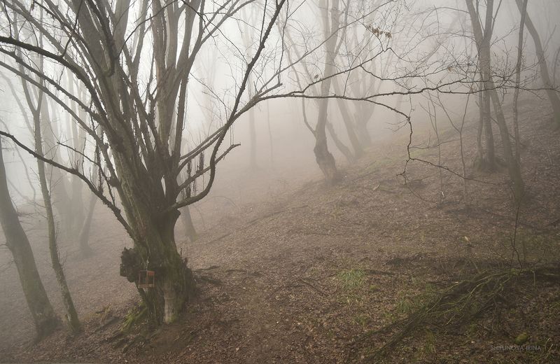 Мартовский туманphoto preview