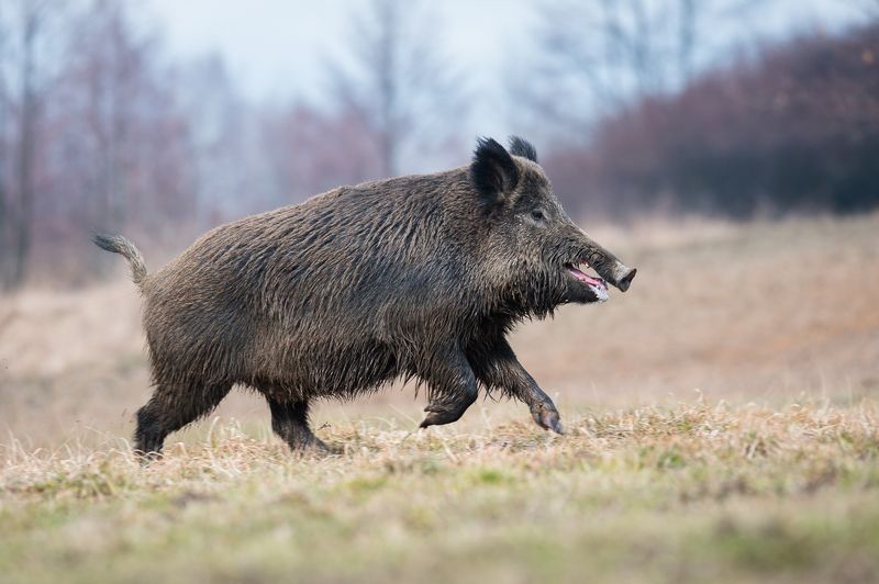 Joggingphoto preview