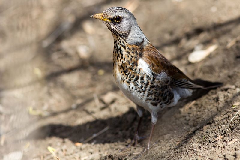 Дрозд-рябинникphoto preview