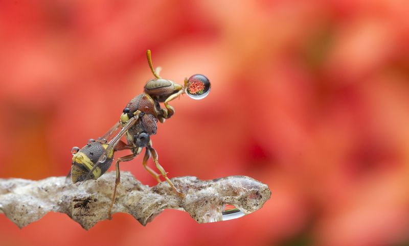 #macro#wasp#water_bubble#reflection#colors#flower Wasp Blowing Water Bubble 180516Aphoto preview