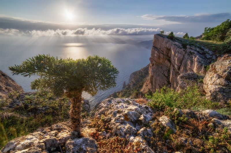 пейзаж, море, горы, весна, крым, дерево \