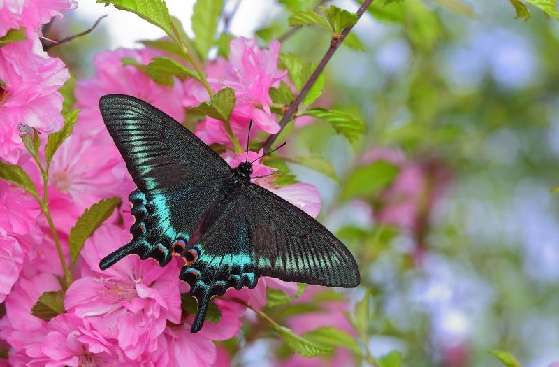 макросьемка Весенние чудесаphoto preview