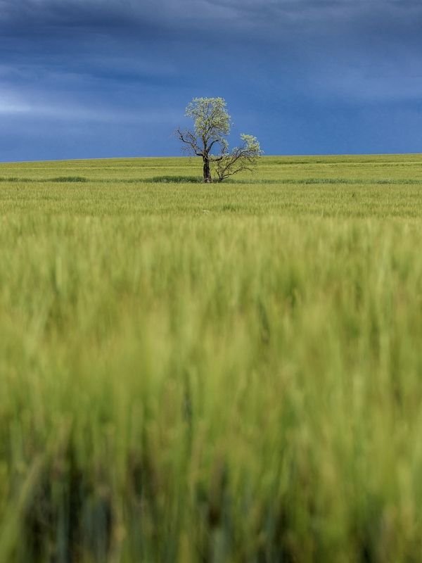 lonelinessphoto preview