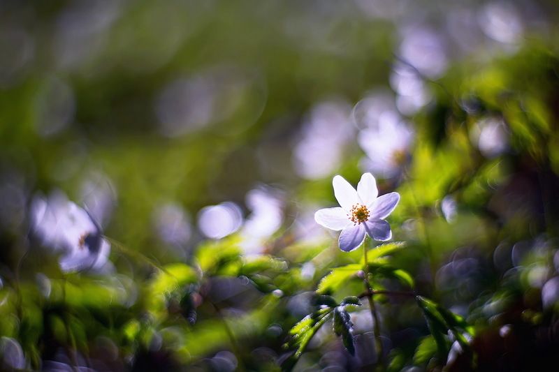 цветы, ветреница, боке, утро, петцваль, весна Время ветреницыphoto preview