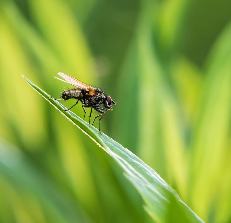 Просто мухаphoto preview