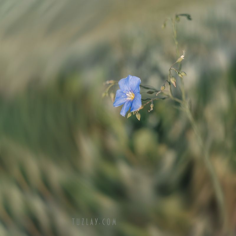 растительность тамани, лён, флора, темрюкский район Про Таманский лёнphoto preview