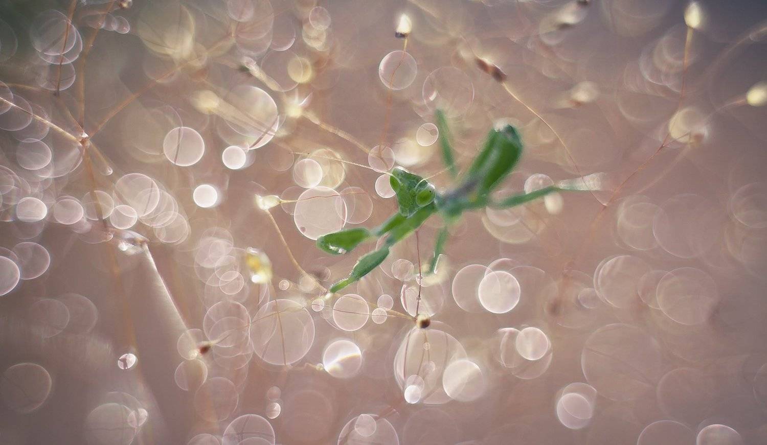 - Ну что, не ждали?. Автор: iryna , iryna