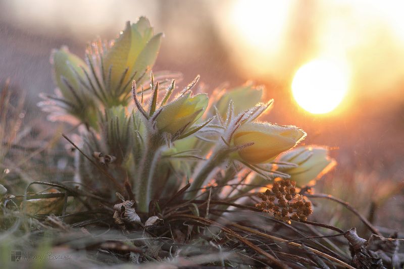 Весенний букет. photo preview