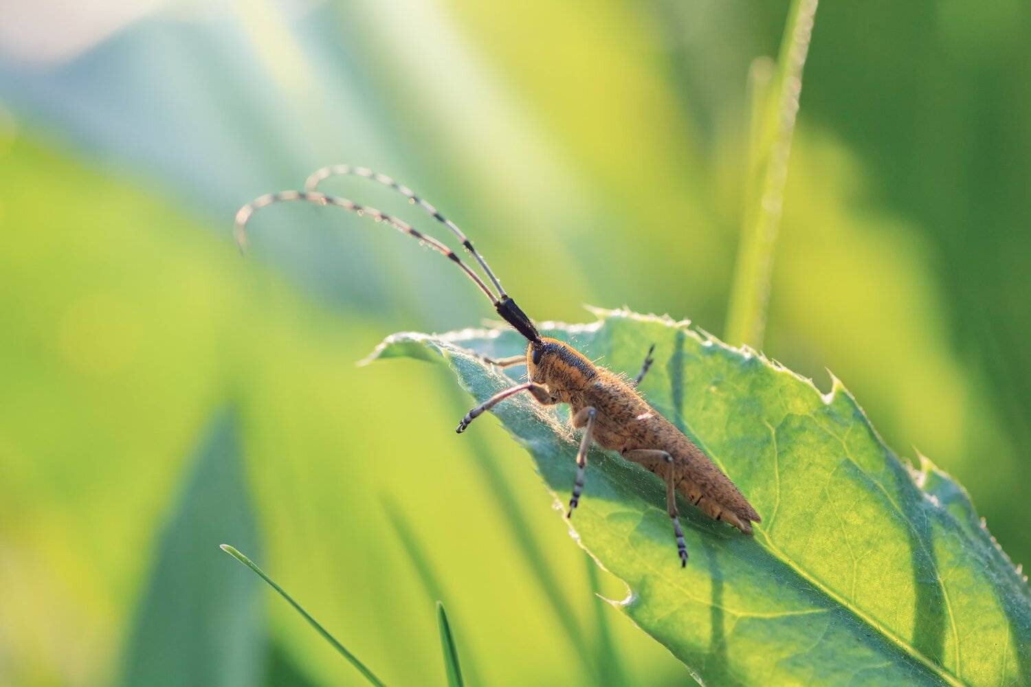 ***. Автор: Юрий Котов жук,желтый,лист,зелень,свет,насекомое, Юрий Котов
