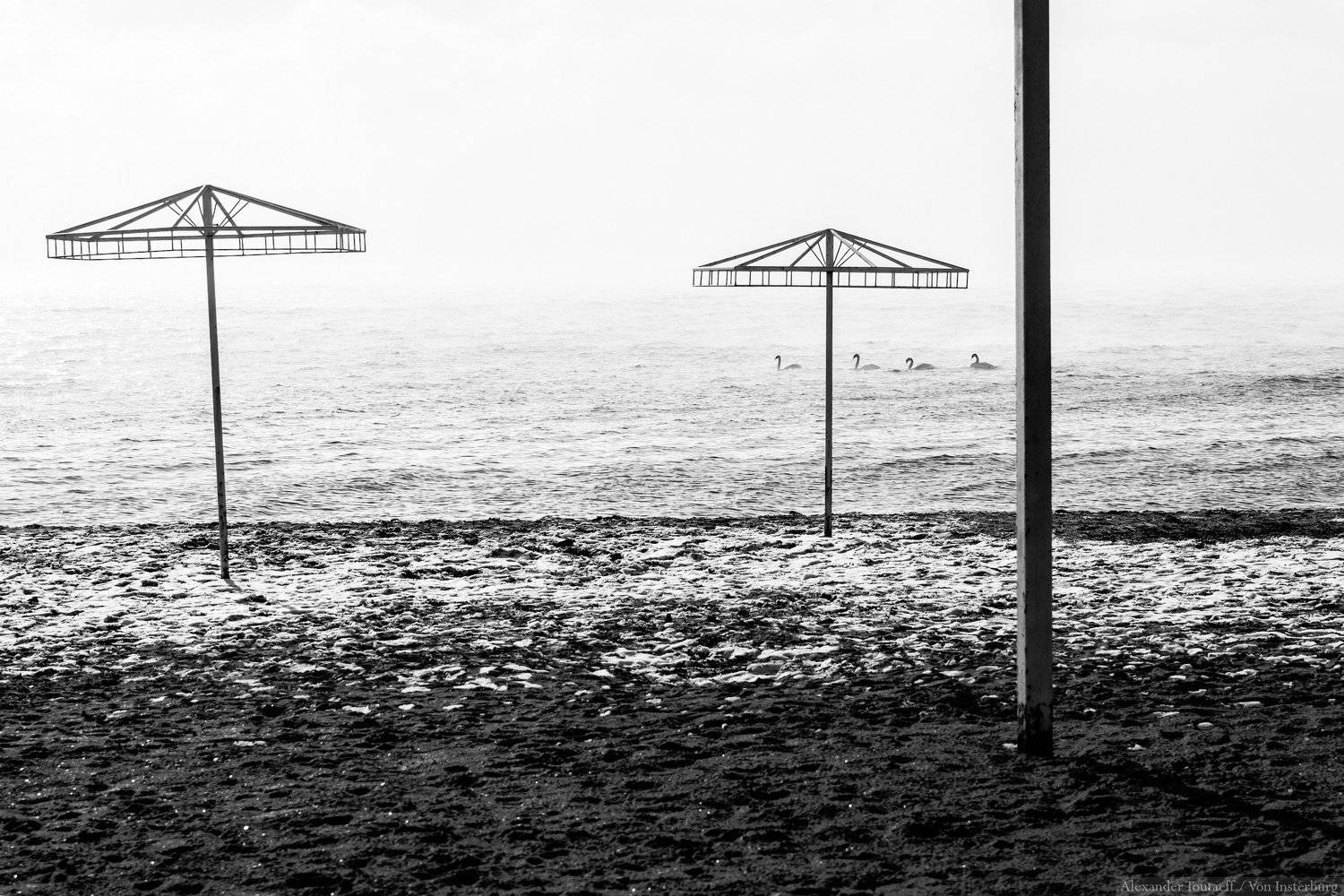 ***. Автор: АлександрТутаев море, пейзаж, ч/б, монохром, минимализм, seascape, sea, minimalism, monochrome, blackandwhite, swans, птицы, лебеди, АлександрТутаев