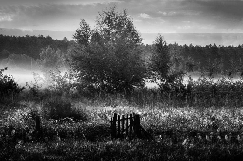 туман, пастбище, утро, природа, пейзаж Туман в пастбищеphoto preview