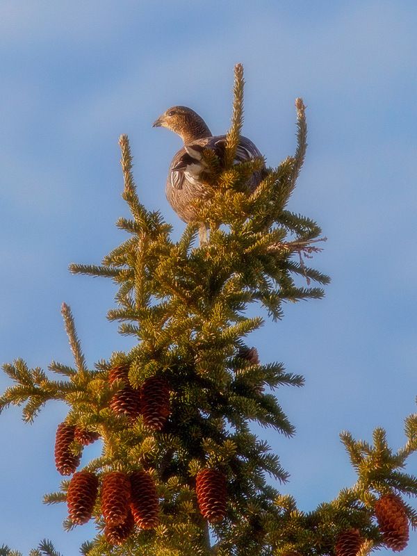 птицы,глухарки,касач,дичь,коми,печора Немного боровойphoto preview