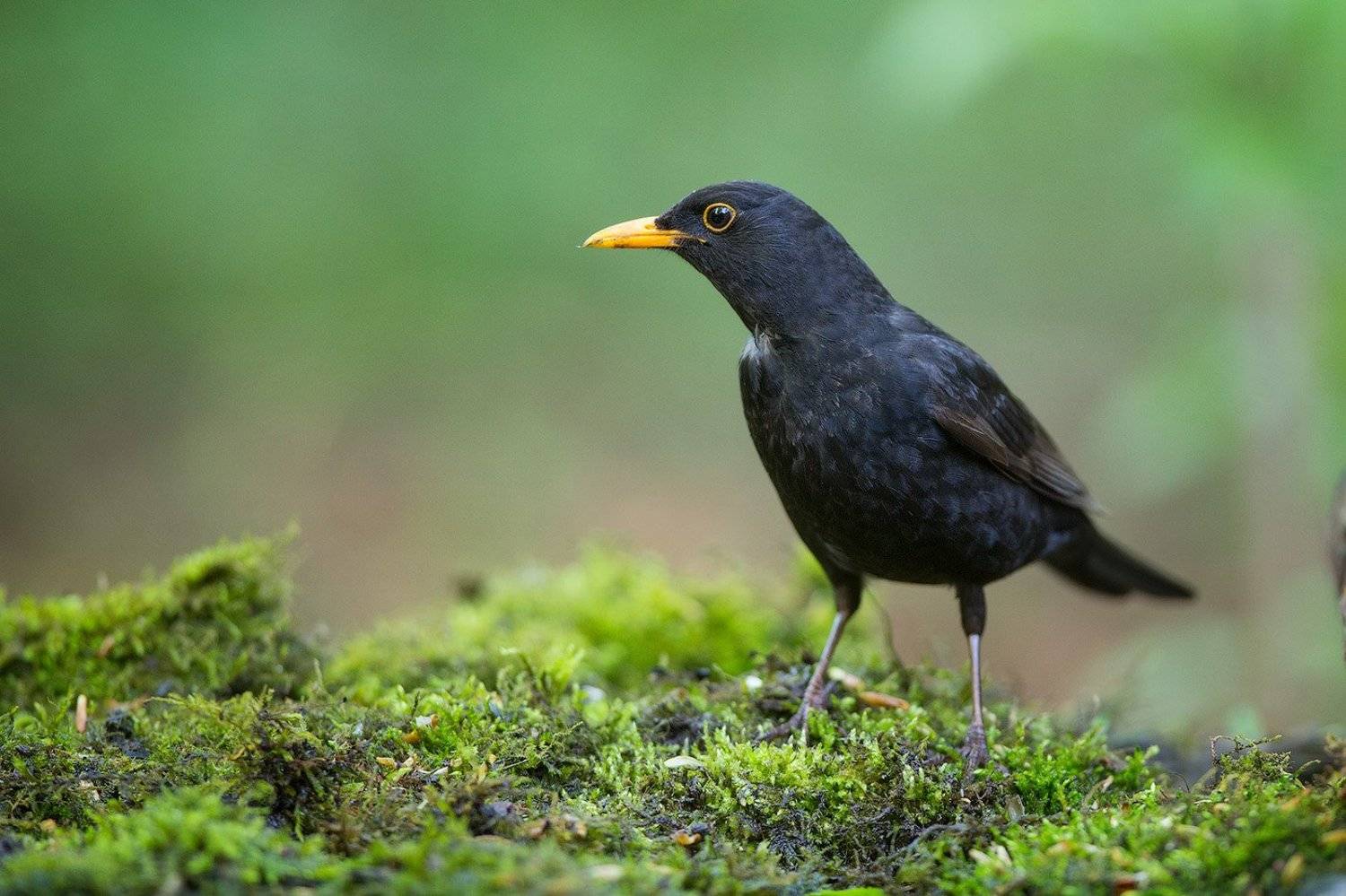 Черный дрозд. Автор: Голубев Дмитрий blackbird, bird, wildlife, черный дрозд, птицы, птица, дикая природа, дрозд, Голубев Дмитрий