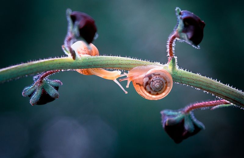 snails,snail,macro,beautiful,wild,wildlife,nature,faerie,close up,fairy, Snailsphoto preview