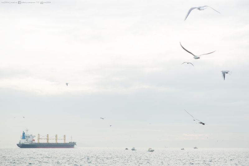 Море, Птица, Чайка, Природа, Морской, Судно, Транспорт, Вода, Небо, Гавань, Синий, Судоходство, Животное, Груз, Контейнер, Корабль, Облако, Стамбул, Турция, Европа, Азия, Босфор Aquatory – Акваторияphoto preview