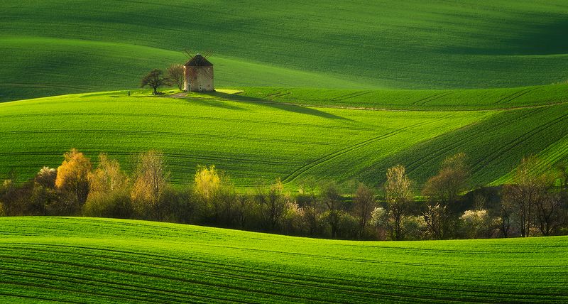 In The Green Standing...photo preview
