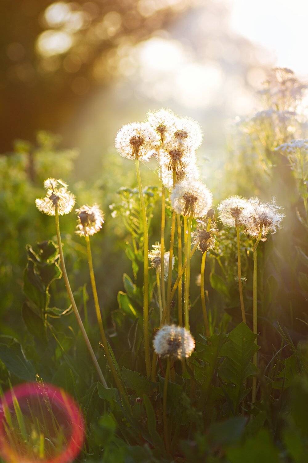 Летнее настроение. Автор: Юрий Котов цветы,солнце,лучи,листья,трава,желтый,голубой, Юрий Котов