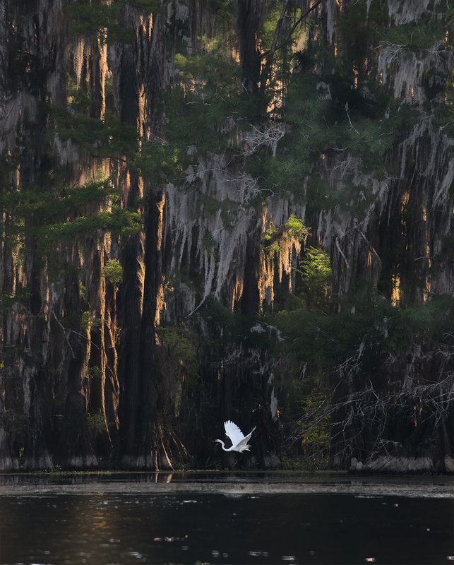 louisiana, texas, swamps, new orleans, white heron, great blue heron Louisiana / Texas Swamps.photo preview