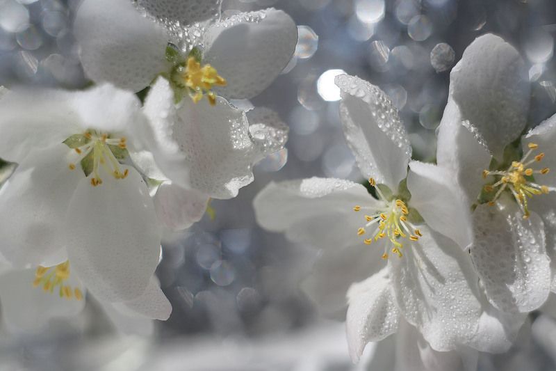 Ворваться в цвет!photo preview