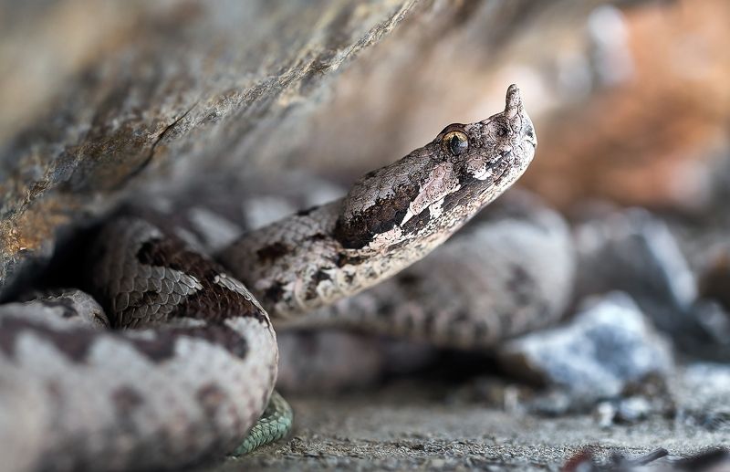 wild,wildlife,snake,snakes,animals,poison,macro,beautiful,nature,close up,vipera ammodytes Vipera ammodytesphoto preview