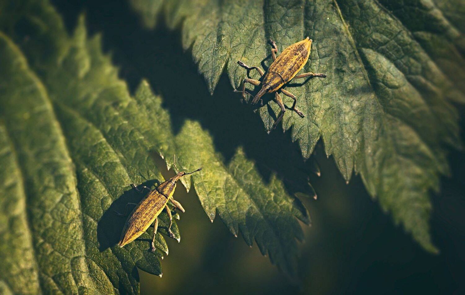 Вечерние переговоры. Автор: Юрий Котов жук,желтый,лист,зелень,свет,насекомое,красный,муравей, Юрий Котов