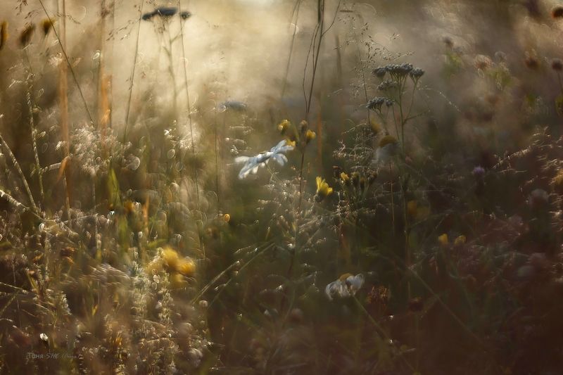 лето, гелиос Мелодия лета....photo preview