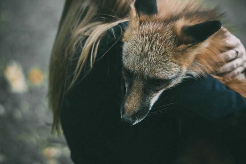 Fox storyphoto preview