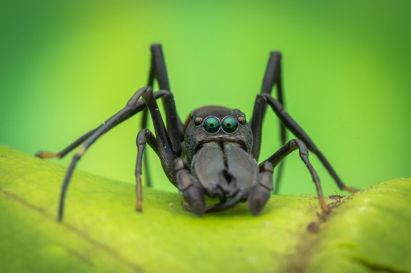 #hypnotize, #ant, #mimic, #spider, #eyes, #macro, #npl You have being hypnotizephoto preview