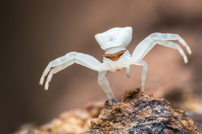 #white, #flower, #crab, #spider, #hugs, #macro #npl A killer Hugsphoto preview