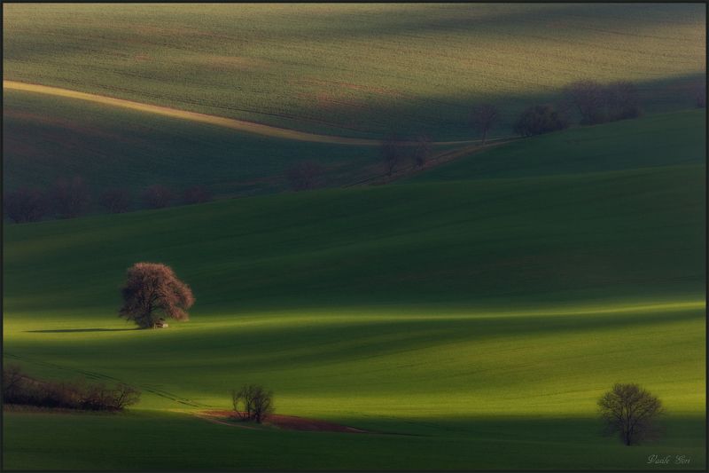 южная моравия,hils,линии,south moravian,волны,lines,свет,czech,весна,чехия,landscapes,минимализм,груша. The pear фото превью