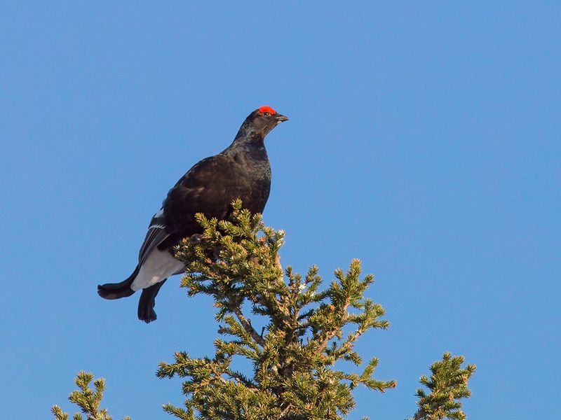 тетерев,косач,пртрода,север,печора,коми,анималистика Тетерев -косачphoto preview