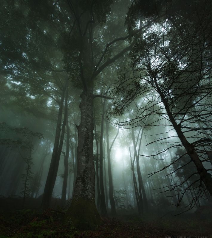 landscape, forest, tree, wide angle, fog, mist, mountain, woods, spring, bulgaria, nature, green, plant, weed, leafs, dream, panorama, woodland, gora, mountain, Enchanted Forestphoto preview