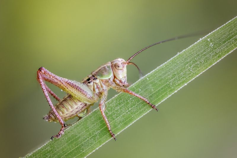 Кузнечикphoto preview