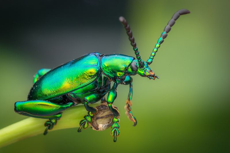 #macro, #green, metalic, #frog, beetle, #npl Metalic Green Froggy Beetlephoto preview
