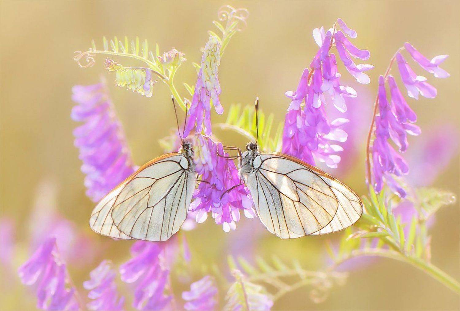 , Елена Елена