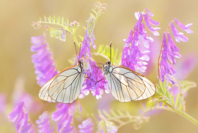 Утомленные солнцем.photo preview