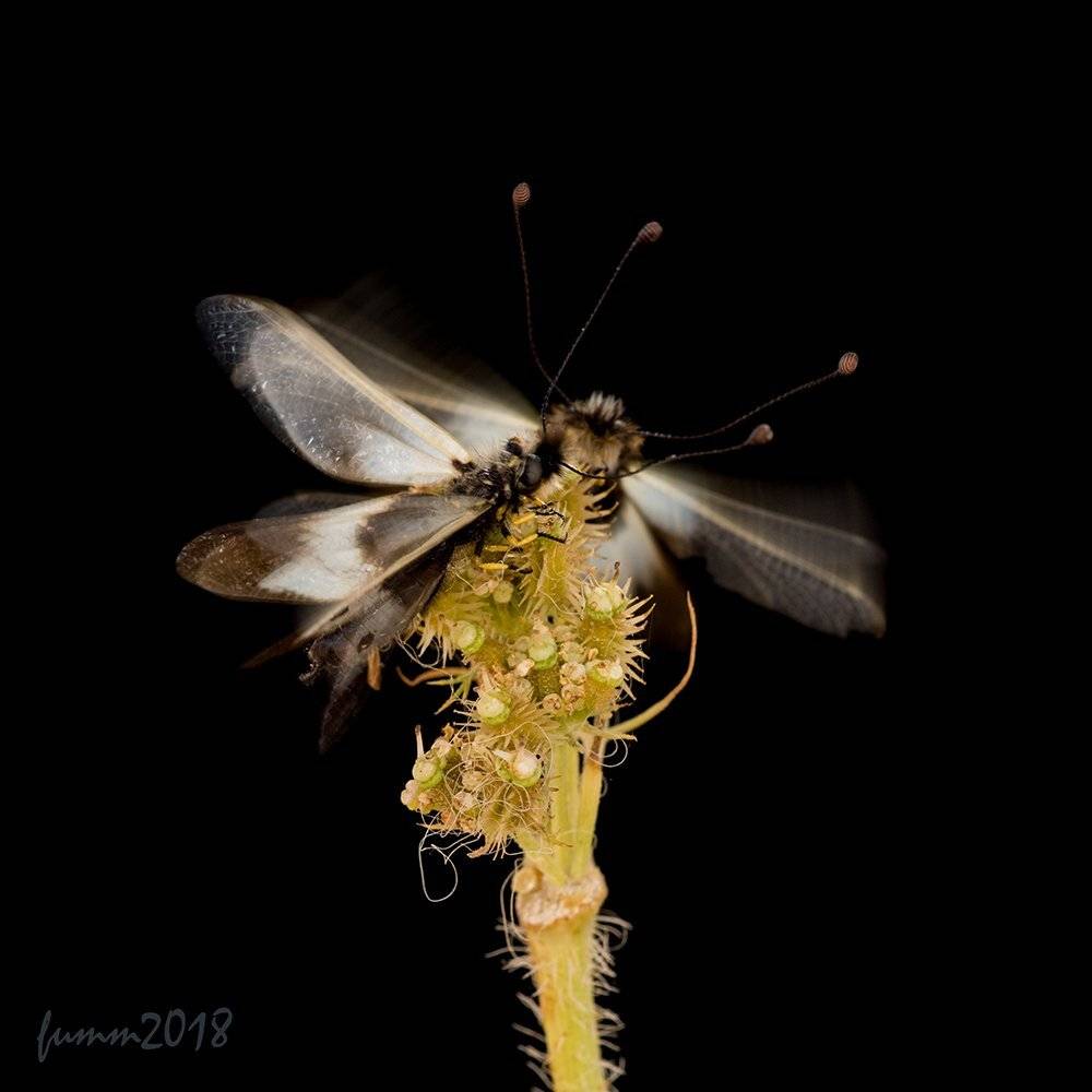 , Игорь ФУММ