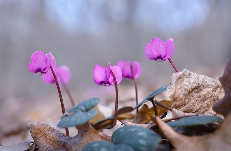 Дикие цикламены Крыма.photo preview