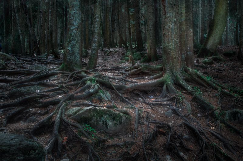 лес, природа, пейзаж, Таинственный лес фото превью