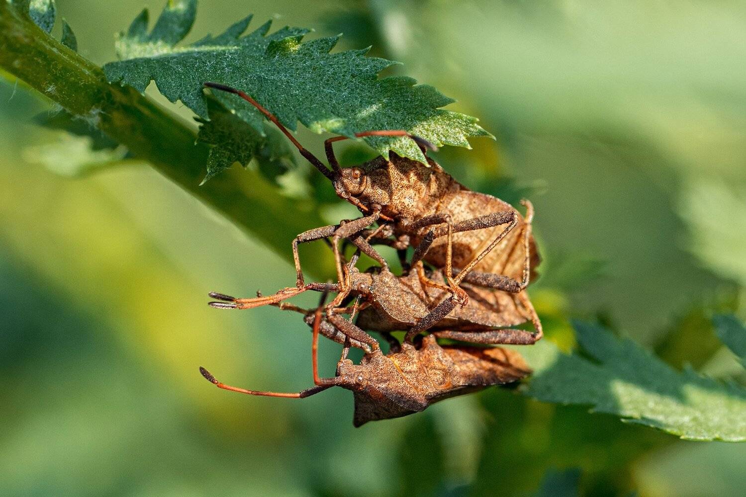 жук,желтый,лист,зелень,свет,насекомое, Юрий Котов