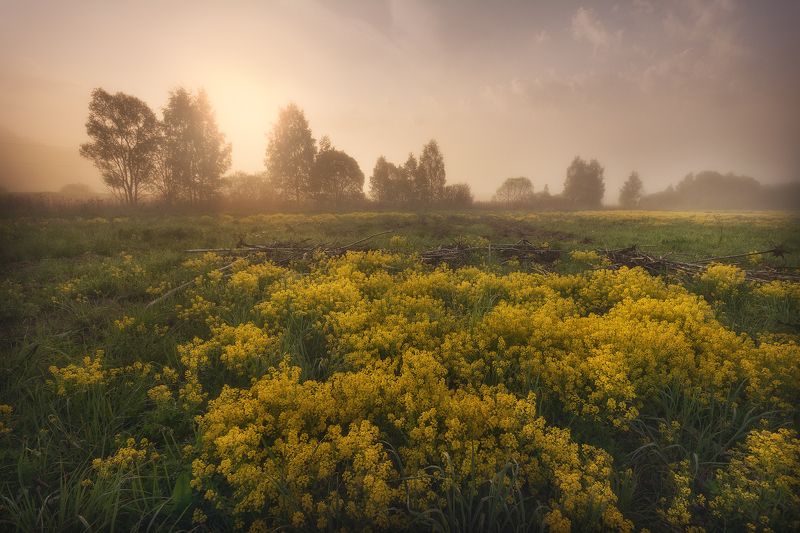 пейзаж, рапс, рассвет, рапсовое поле, пейзажное фото Рапсовое утроphoto preview
