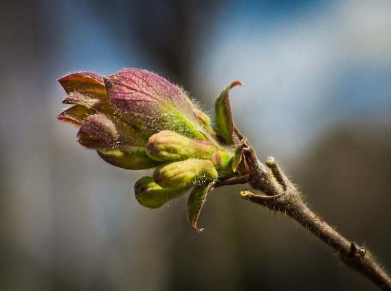 весна, листок, распускаться, зелёный, небо,красный Веснаphoto preview
