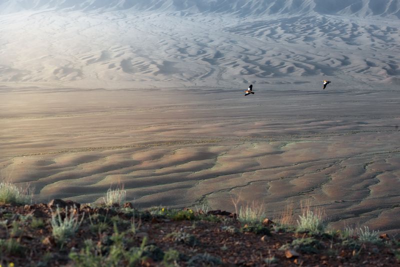 птицы, утки, полёт, горы, утро, рассвет, холмы И только ветер в небесах способен крылья их расправить... во всю длинуphoto preview